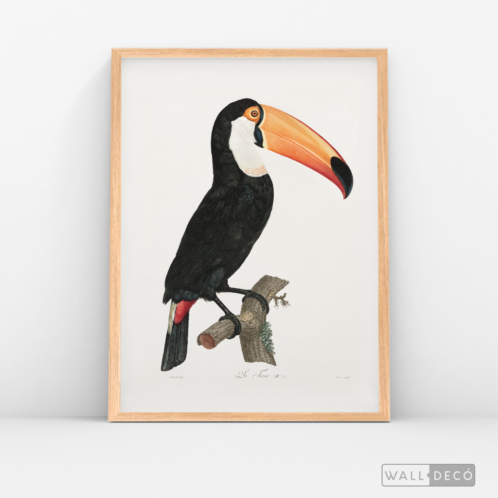 Cuadro Aves Tucan Colombiano 3