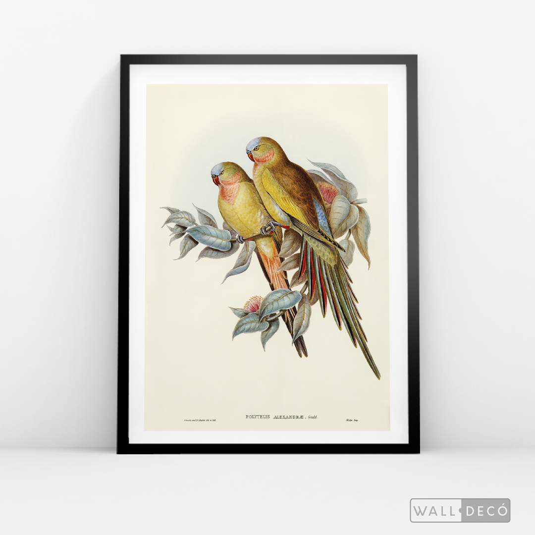 Cuadro Aves Perico Australiano