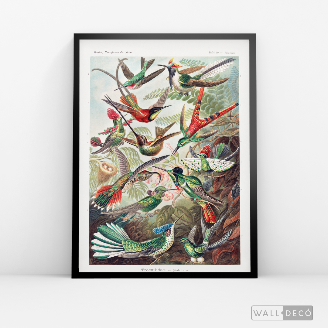 Cuadro Aves Colibríes