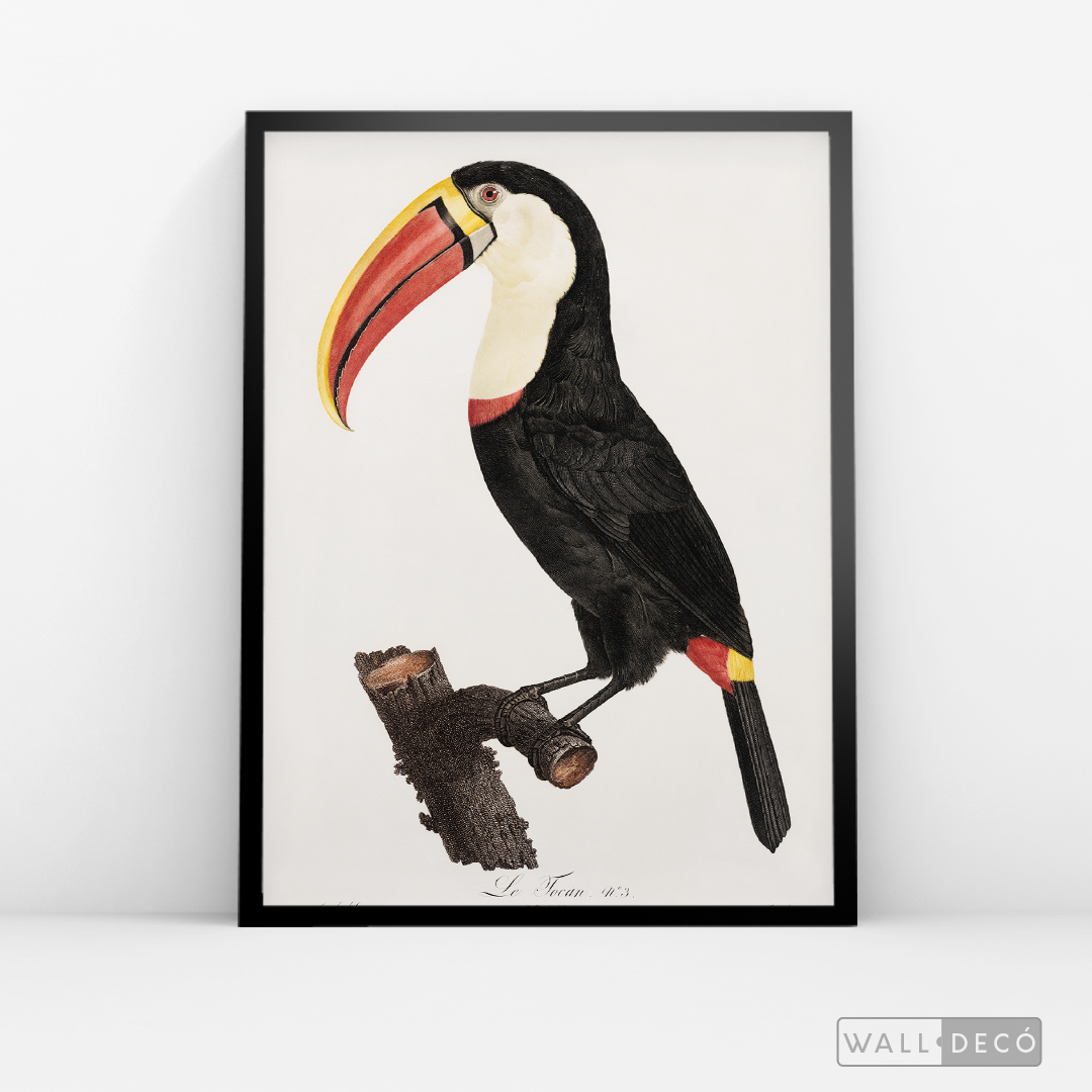 Cuadro Aves Tucan Colombiano 2