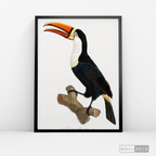 Cuadro Aves Tucan Colombiano 1