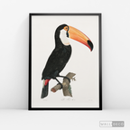 Cuadro Aves Tucan Colombiano 3