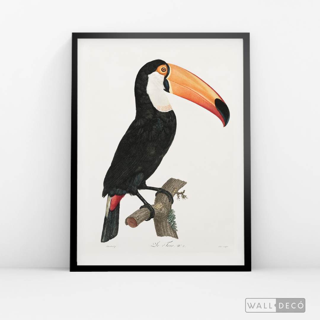 Cuadro Aves Tucan Colombiano 3