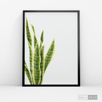 Cuadro Botánico SANSEVIERA - WalldecóStore