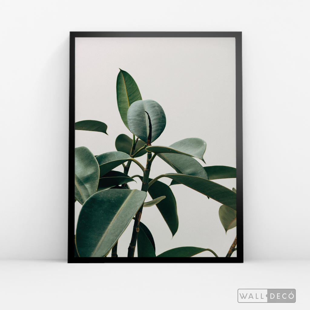 Cuadro Botánico CHEFLERA - WalldecóStore