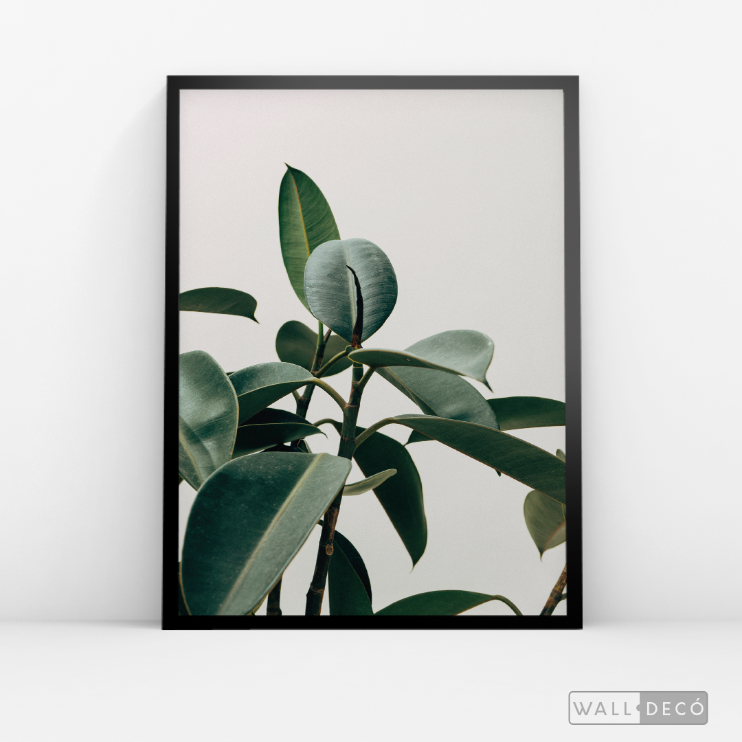 Cuadro Botánico CHEFLERA - WalldecóStore