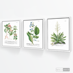 Tríptico Botánico Botany (set x 3)