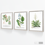 Tríptico Botánico Botany (set x 3)