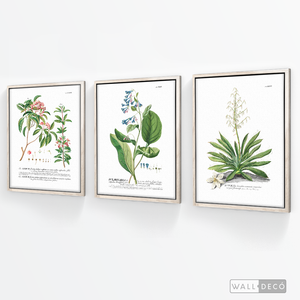 Tríptico Botánico Botany (set x 3)