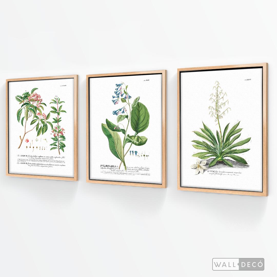 Tríptico Botánico Botany (set x 3)