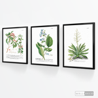 Tríptico Botánico Botany (set x 3)
