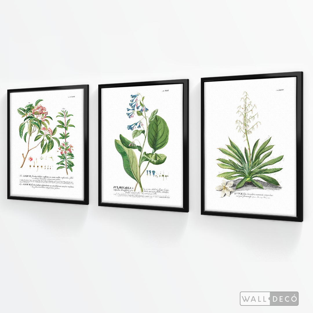 Tríptico Botánico Botany (set x 3)