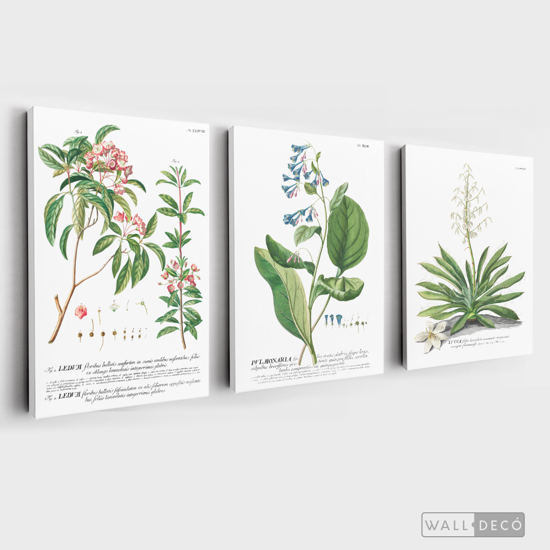 Tríptico Botánico Botany (set x 3)
